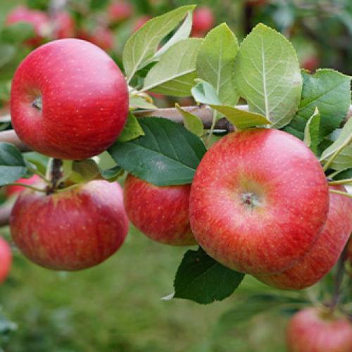 Apples at Harvest Moon Farms